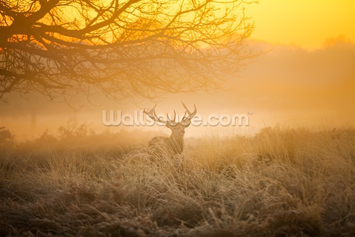 Red deer in morning sun Wallpaper Wall Mural | Wallsauce USA