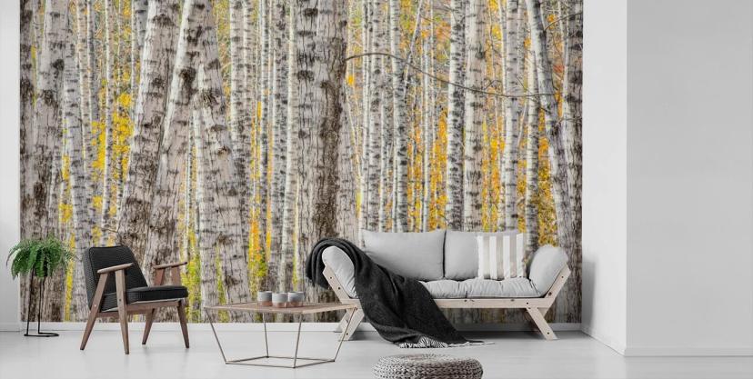 Birch Tree Wallpaper & Wall Murals | Wallsauce US