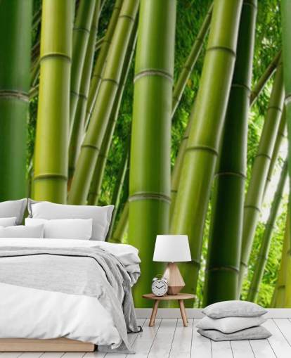 Bamboo Forest Panor Bamboo Forest Panor