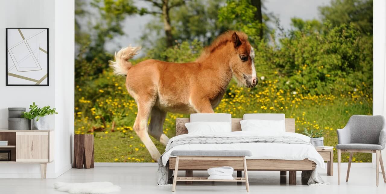 Pony Veulen behang