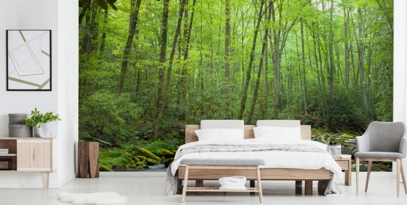 Forest Wallpaper & Tree Wall Murals | Wallsauce US