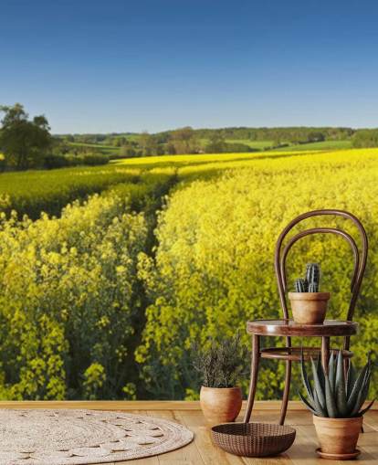 Oilseed Rape Meadow Wallpaper Oilseed Rape Meadow Wallpaper