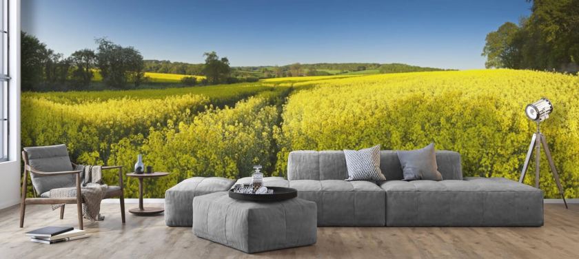 Rapsblumen im Feld Wallpaper