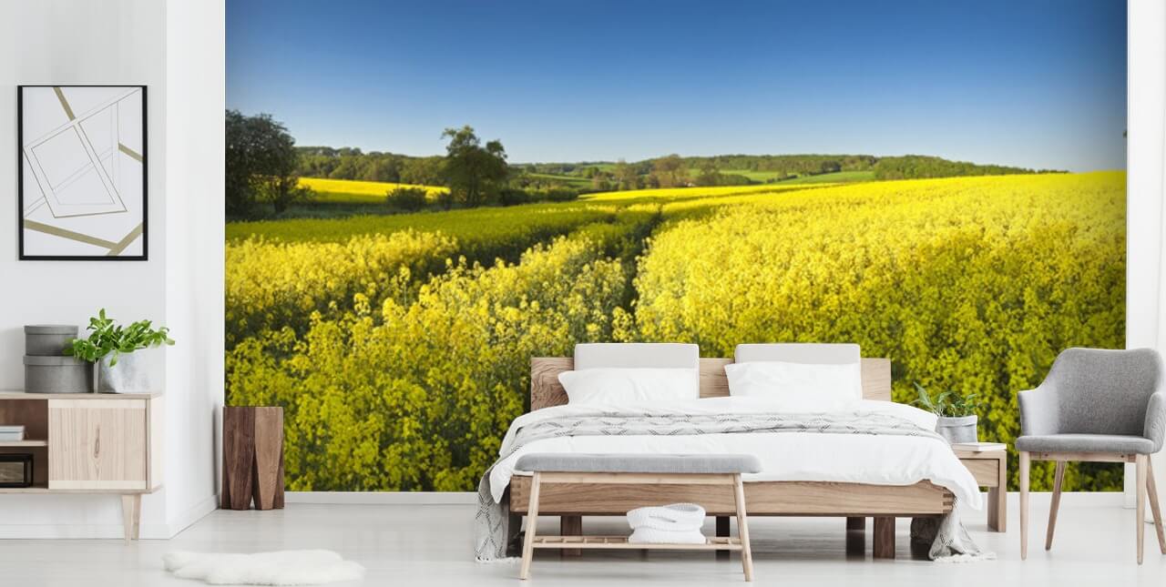 Koolzaadbloemen in veld behang