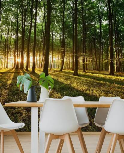 grüne, individuell gestaltbare Baumtapete mit dem Titel Rays of Light für das Büro grüne, individuell gestaltbare Baumtapete mit dem Titel Rays of Light für das Büro