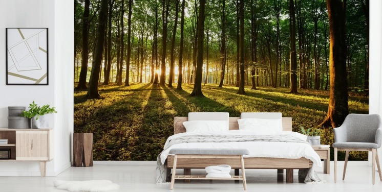 papier peint mural vert en forme d'arbre personnalisable appelé Rays of Light pour le bureau
