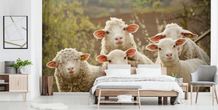 hvide og grønne får tapetmaleri kaldet Sheep on Pasture til hjem og virksomheder