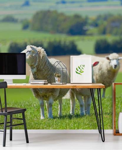 Carta da parati pecora con agnello Carta da parati pecora con agnello