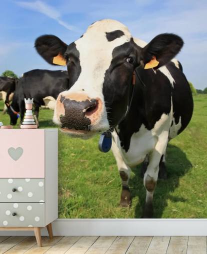 Papel de Parede de Rosto de Vacas Papel de Parede de Rosto de Vacas