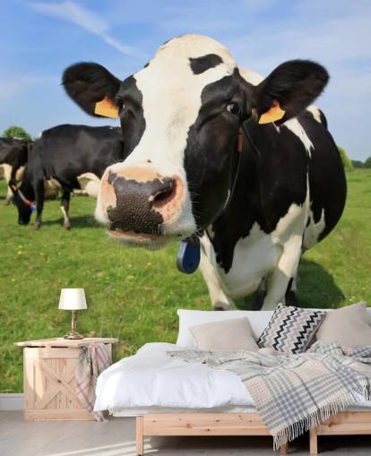 Lähikuva Lehmien Kasvot Taustakuva Lähikuva Lehmien Kasvot Taustakuva