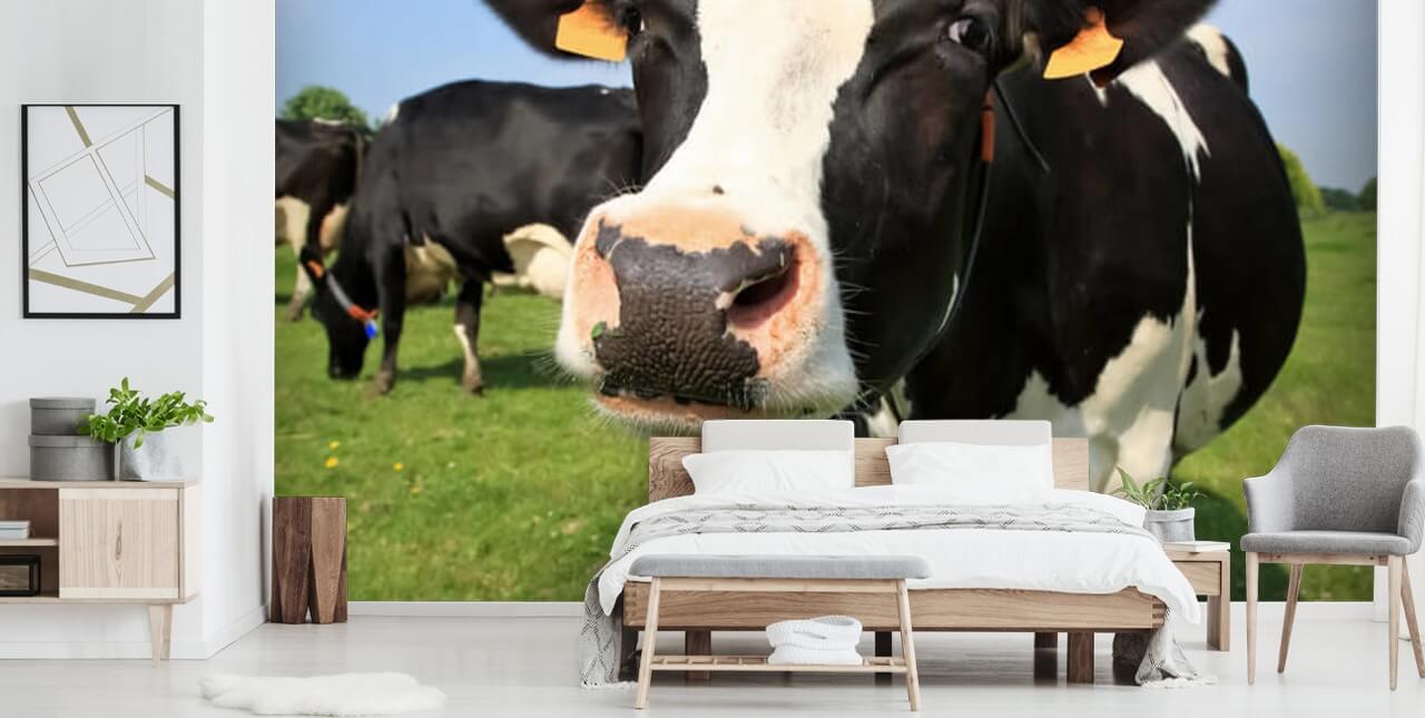 Fondo de pantalla de cara de vaca