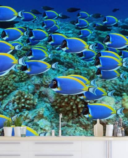 Fish Wallpaper Fish Wallpaper