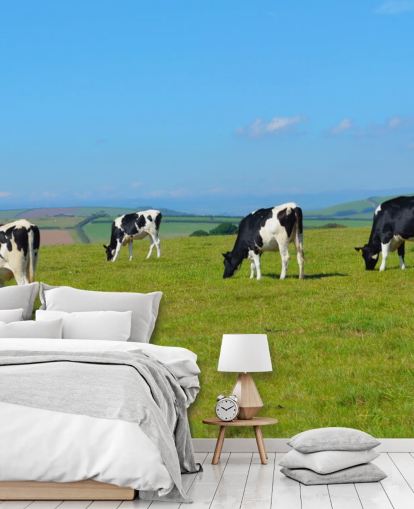 Dairy Devon Lehmät Field Taustakuva Dairy Devon Lehmät Field Taustakuva