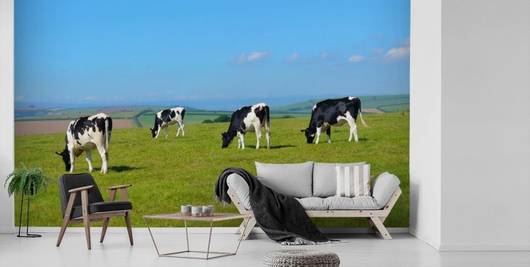 Devon Cows Cow Wallpaper