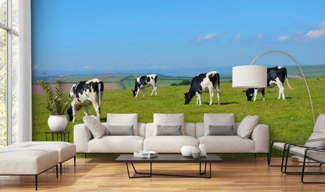 Dairy Devon køer i Field Baggrund