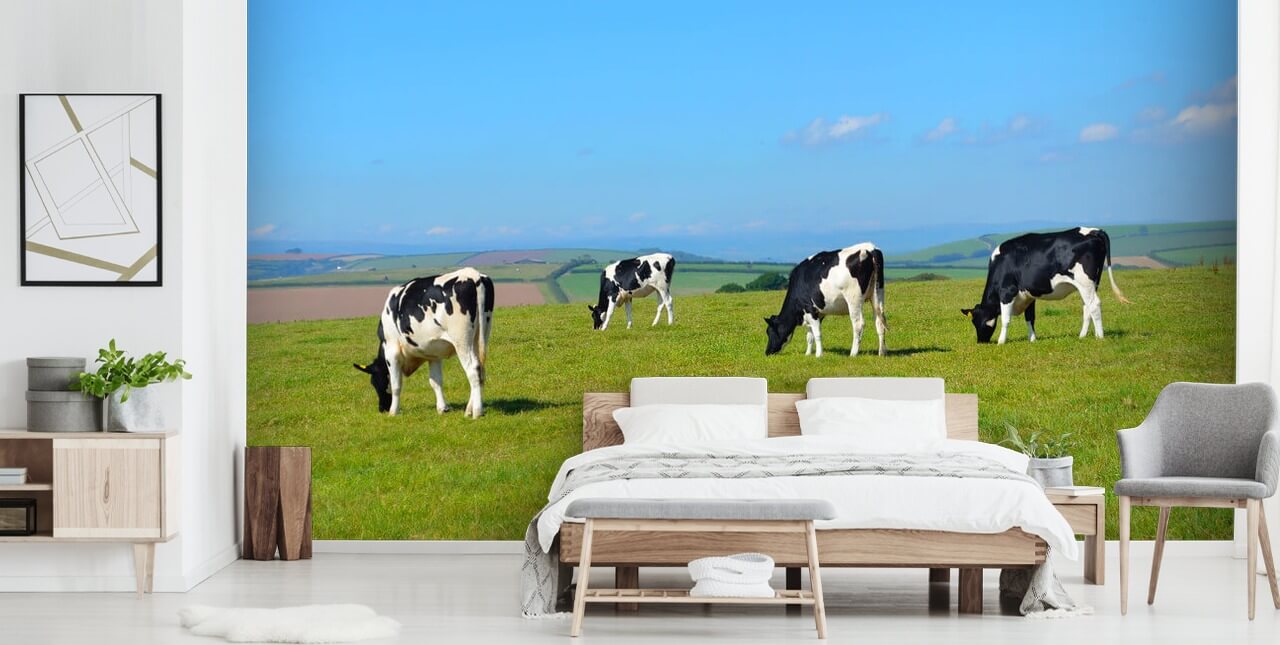 Dairy Devon køer i Field Baggrund Dairy Devon køer i Field Baggrund