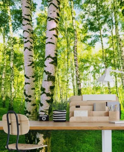 Silver Birch Bakgrund Silver Birch Bakgrund