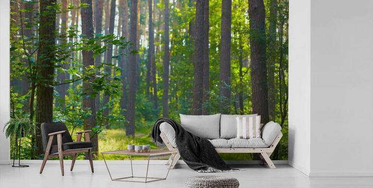 Forest Wallpaper & Tree Wallpaper Murals | Wallsauce CA