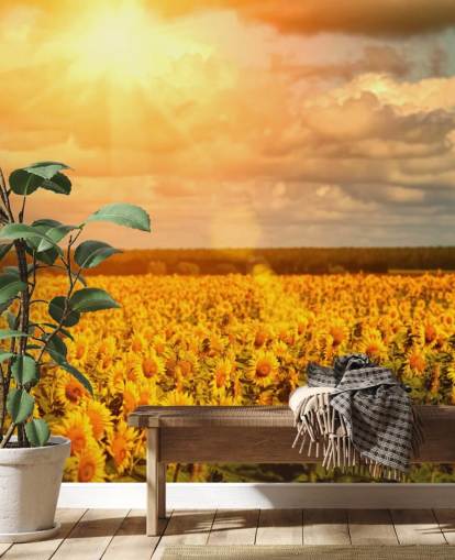Solrosor i ett fält vid Sunrise Väggmålning Solrosor i ett fält vid Sunrise Väggmålning