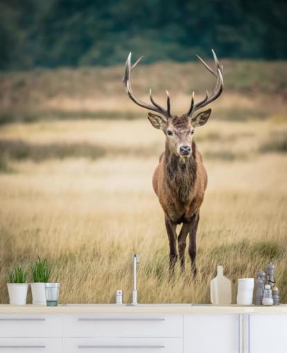 Lonely Red Stag Wallpaper Lonely Red Stag Wallpaper