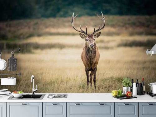 Lonely Red Stag Behang