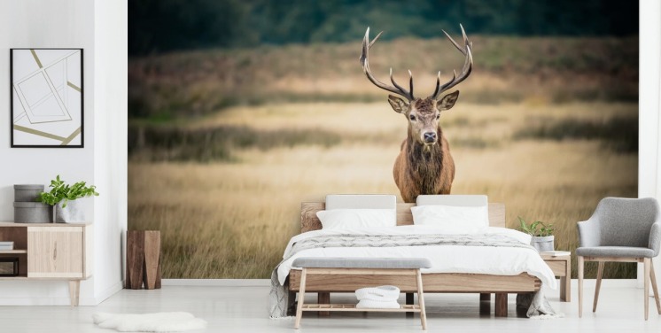 Lonely Red Stag Baggrund