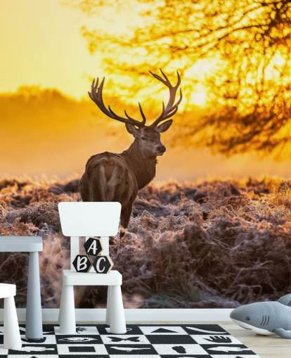 mukautettu hirvitaustakuva seinämaalaus nimeltä Stunning Red Deer In Morning Sun makuuhuoneisiin ja olohuoneisiin mukautettu hirvitaustakuva seinämaalaus nimeltä Stunning Red Deer In Morning Sun makuuhuoneisiin ja olohuoneisiin
