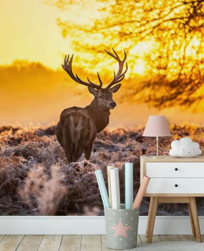 custom stag wallpaper mural called Stunning Red Deer In Morning Sun for bedrooms and living rooms custom stag wallpaper mural called Stunning Red Deer In Morning Sun for bedrooms and living rooms