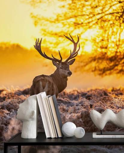 custom stag wallpaper mural called Stunning Red Deer In Morning Sun for bedrooms and living rooms custom stag wallpaper mural called Stunning Red Deer In Morning Sun for bedrooms and living rooms