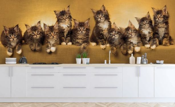 Mural de pared Gatitos en fila