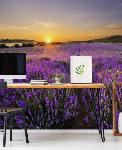 Lila lavendel Fält med Sunset Lila lavendel Fält med Sunset