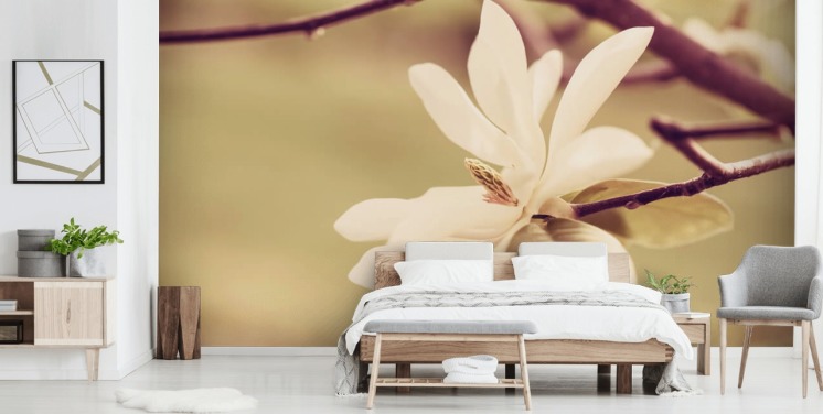 Åben Hvid Magnolia Flower Baggrund