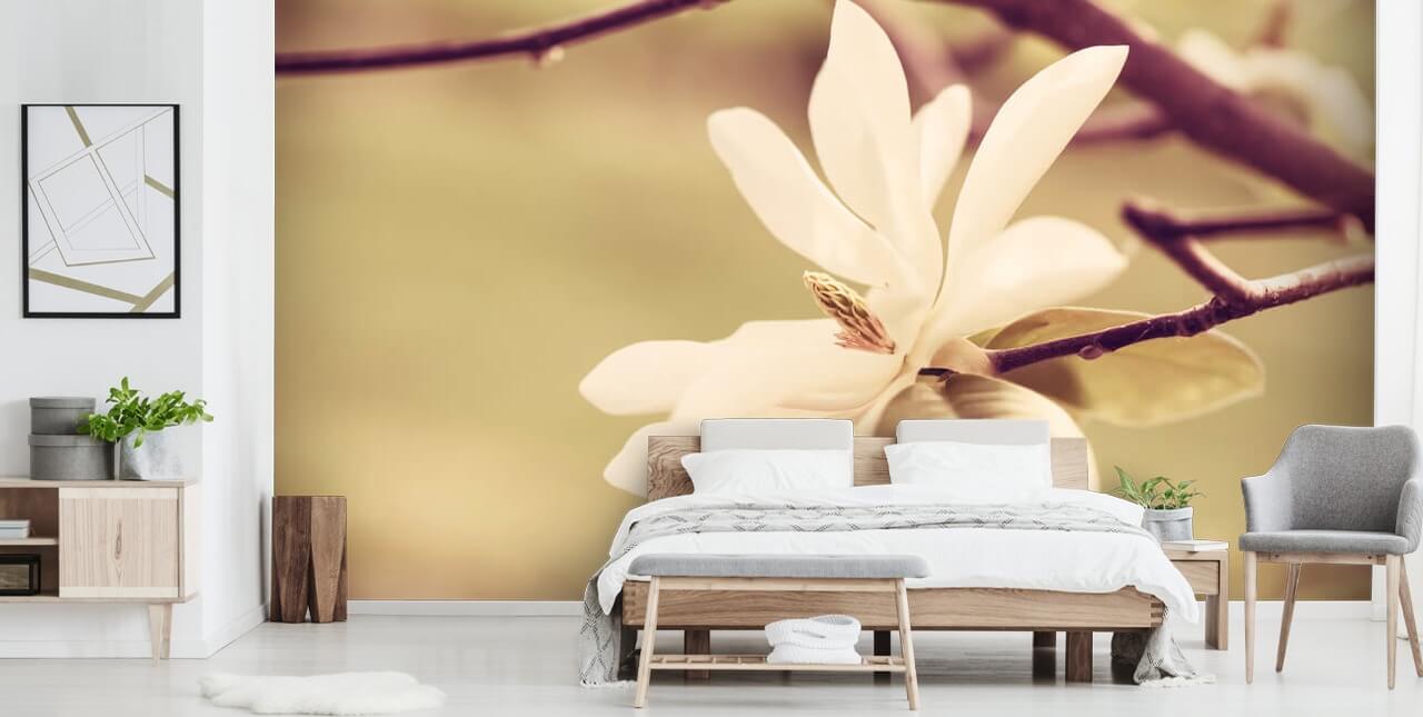 Open White Magnolia Flower Wallpaper