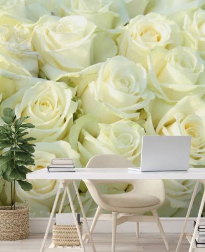 Vita rosor Bakgrund Vita rosor Bakgrund