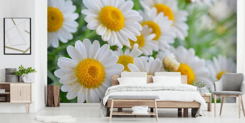 Daisy Wallpaper & Wall Murals | Wallsauce UK