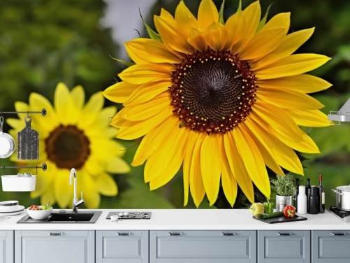 Sunflower Venner Vægmaleri