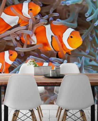 Oransje og hvit klovn fisk i Coral Oransje og hvit klovn fisk i Coral