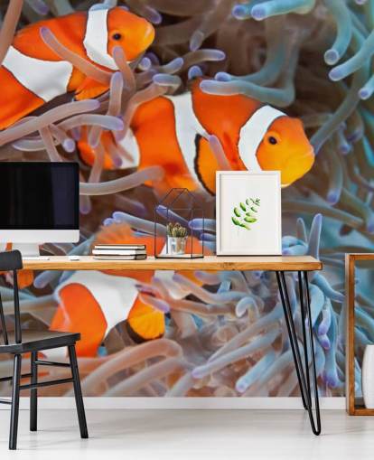 Peixe-palhaço laranja e branco em coral Peixe-palhaço laranja e branco em coral