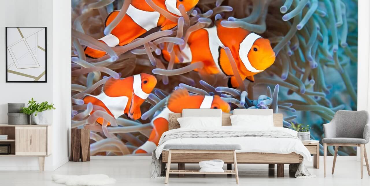 Peixe-palhaço laranja e branco em coral Peixe-palhaço laranja e branco em coral