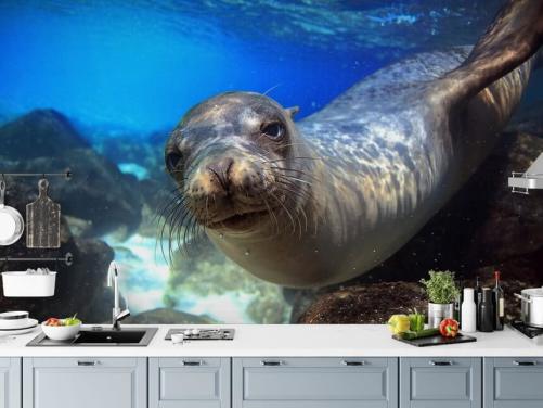Nosey Sea Lion fondo de pantalla