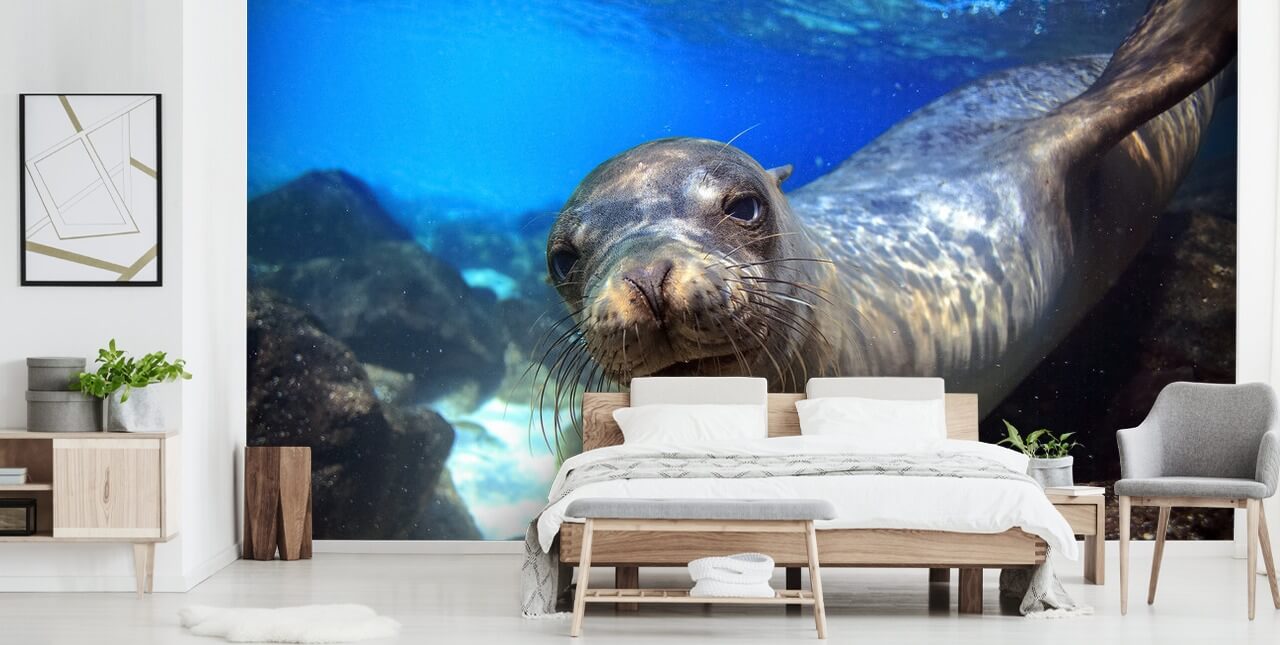 Nosey Sea Lion Behang