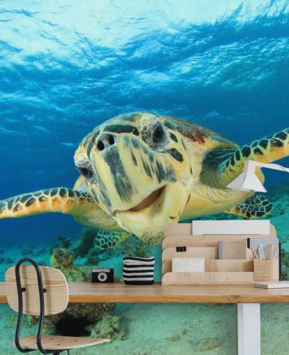 Fondo de pantalla linda tortuga de cerca Fondo de pantalla linda tortuga de cerca