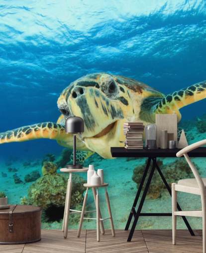 Cute Turtle Close Up Wallpaper Cute Turtle Close Up Wallpaper