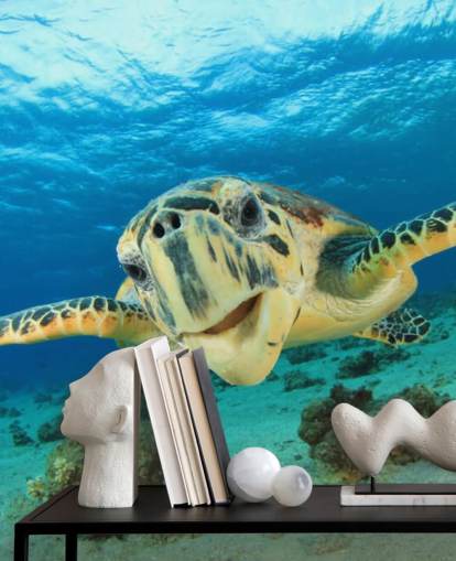 Papel de parede bonito da tartaruga Papel de parede bonito da tartaruga