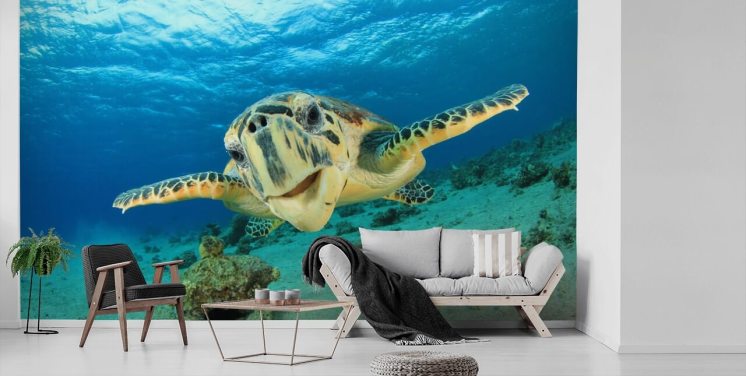 Leuke schildpad close-up behang