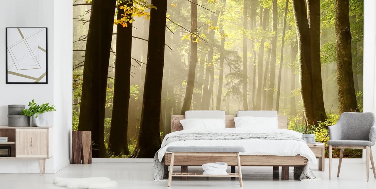 Woodland Baggrund Woodland Baggrund