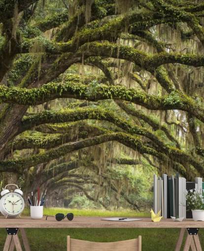 Hanging Mossy Oak Trees Tunnel Wallpaper Hanging Mossy Oak Trees Tunnel Wallpaper