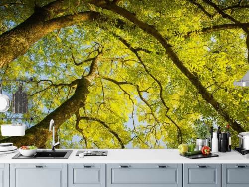 Wandbild mit grünem Baum namens Canopy von Phil McMenemy für Schlafzimmer, Wohnzimmer und Heimbüros