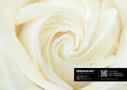 A Close-Up of a White Rose Wallpaper | Wallsauce US