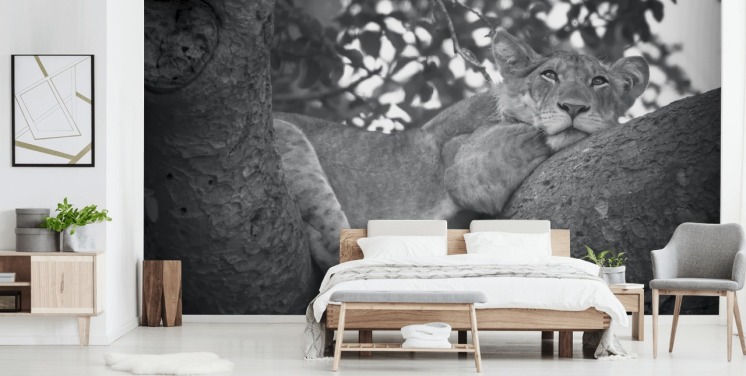 Papier Peint Fresque Lion reposant sur une branche